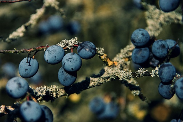 Prunus Spinosa | Güvem Çakal Eriği