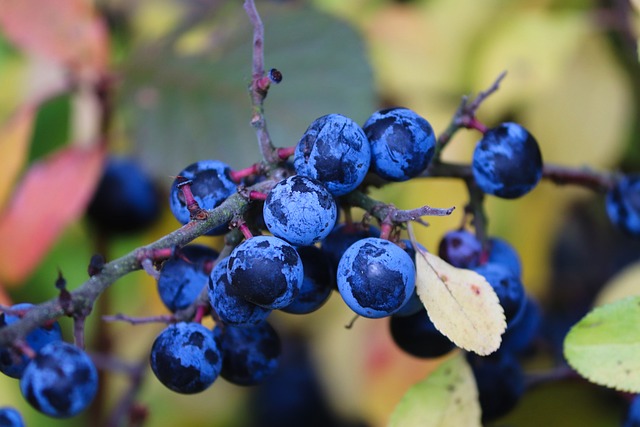 Prunus Spinosa | Güvem Çakal Eriği