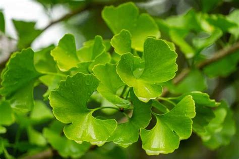 Zihin ve Belleği Canlandıran Bitki: Ginko Biloba Ne İşe Yarar?